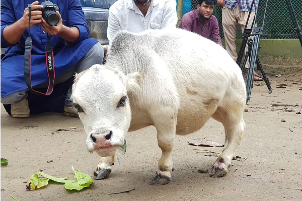 ஆட்டுக்குட்டியை விட குள்ளமான அதிசய பசு! பார்க்க திரளும் கூட்டம் | Rani The 51Cm Dwarf Cow In Bangladesh Guinness