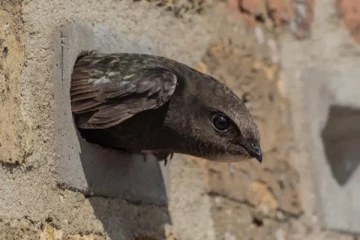 இனி பிரித்தானியாவில் எல்லா வீடுகளிலும் இப்படி ஒரு விடயம் இருக்கவேண்டும்: ஒரு சுவாரஸ்ய தகவல்