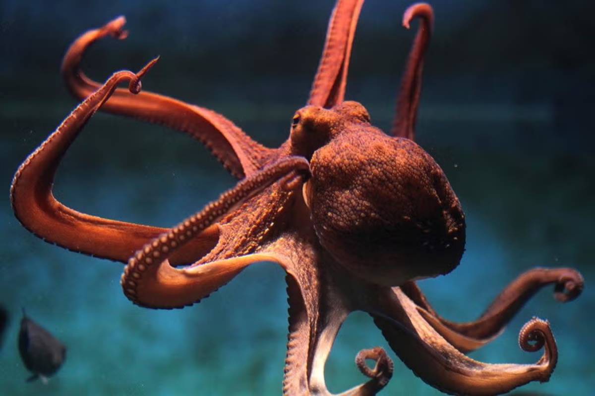 ஒன்பது மூளைகளை கொண்ட ஒரே உயிரினம்.., எது தெரியுமா? | Which Is The Only Creature With Nine Brains