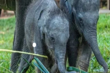 இரட்டை யானை குட்டிகளை பார்வையிட பொதுமக்களுக்கு சந்தர்ப்பம்