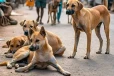 நாய்களுக்கு தடுப்பூசி, பதிவு கட்டாயம்? ; புதிய சட்டமூலம் நாடாளுமன்றில்