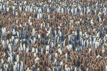 optical illusion: பென்குயின் கூட்டத்தில் மறைந்திருக்கும் பண்டாவை ஐந்து நொடிக்குள் கண்டுபிடிக்க முடியுமா?