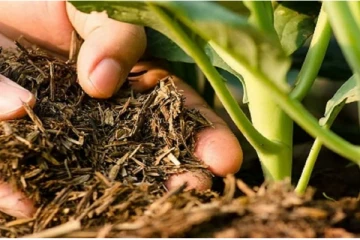 அக்கராயன்குளம் கமநல சேவை நிலையத்திலிருந்து மாயமான உரம் தொடர்பில் வெளியான தகவல்