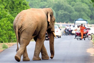 யானைகளுக்கு உணவு வழங்குபவர்களுக்கு எதிராக சட்டநடவடிக்கை - வனவளத் திணைக்களம் எச்சரிக்கை