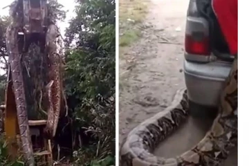 கிரேன் மூலம் தூக்கப்பட்ட உலகின் மிகப்பெரிய பாம்பு! எங்கு தெரியுமா? சிலிர்க்க வைக்கும் வீடியோ காட்சி