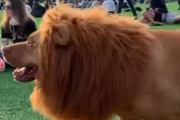 சிங்க உருவத்தில் சுற்றித் திரிந்த நாய்.... துளியும் அச்சமின்றி திரிந்த மக்கள் கூட்டம்!