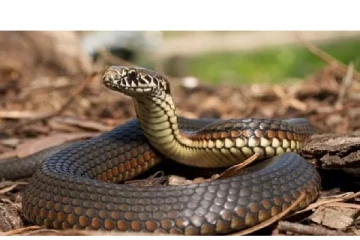 இளைஞர் சடலத்துடன் பாம்பை உயிருடன் வைத்து எரித்த மக்கள்- பின்னணி என்ன?