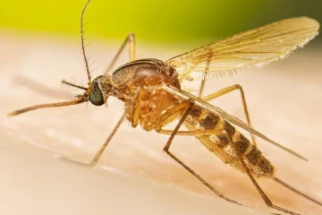 பீர் குடிப்பவர்களை கொசுக்கள் அதிகமாக கடிக்கும்.., ஆய்வில் வெளிவந்த அதிர்ச்சி காரணம்