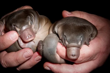 முட்டையிட்டு பால் கொடுக்கும் ஒரே விலங்கு: எது தெரியுமா?