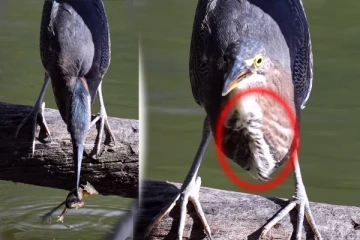 Viral Video: பறவையின் வயிற்றுக்குள் துடிக்கும் தவளை.. புல்லரிக்க வைக்கும் காட்சி