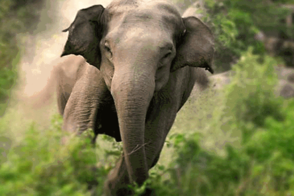 காட்டு யானை தாக்கியதில் 7 வயது சிறுமி உயிரிழப்பு | 7 Year Old Girl Dies After Being Attacked Elephant