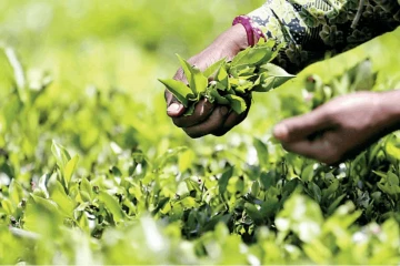 තේ අපනයනකරුවන්ට රජයෙන් විශේෂ දැනුම් දීමක්