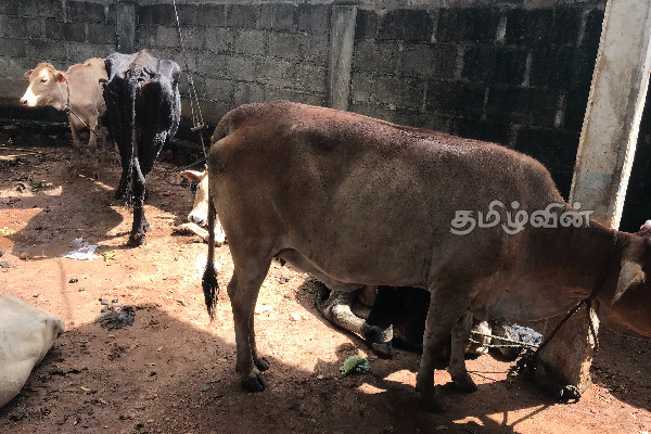 சட்டவிரோதமான முறையில் கால்நடை கடத்தல்: பொலிஸாரின் அதிரடி நடவடிக்கை(Photos) | Illegal Cattle Smuggling Jaffna Vuniya Mullaithivu
