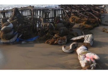 சென்னை பட்டினப்பாக்கத்தில் கரை ஒதுங்கிய விநாயகர் சிலைகள்