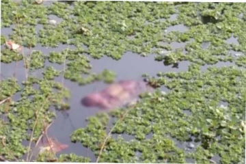 தனிமையில் வாழ்ந்த வயோதிபப் பெண் குளத்திலிருந்து சடலமாக மீட்பு!