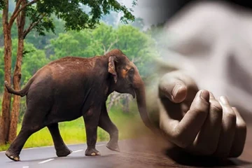 காட்டு யானை தாக்கி பரிதாபமாக பலியான பெண்