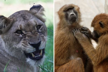 12 பபூன்களை கொன்று சிங்கங்களுக்கு உணவழித்த ஜேர்மன் உயிரியல் பூங்கா: சர்ச்சையான விவகாரம்!