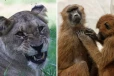 12 பபூன்களை கொன்று சிங்கங்களுக்கு உணவழித்த ஜேர்மன் உயிரியல் பூங்கா: சர்ச்சையான விவகாரம்!