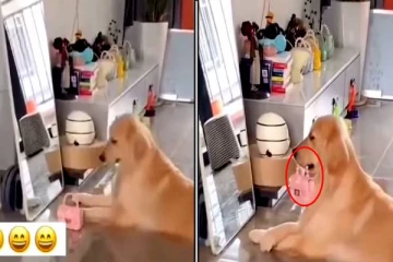 அழகுராணி போட்டிக்கு தயாராகும் நாய்.. எப்படி எல்லாம் போஸ் கொடுக்குது பாருங்க!