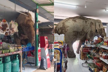 பசியால் சூப்பர் மார்க்கெட்டுக்குள் அத்துமீறிய யானை: தாய்லாந்தில் பரபரப்பு!