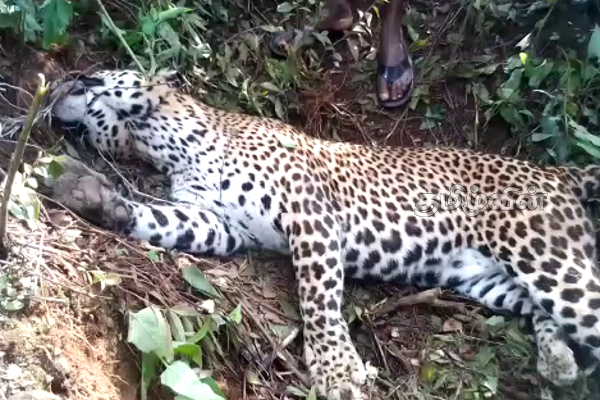 உயிரிழந்த நிலையில் ஆறு அடி நீளமான சிறுத்தை புலி மீட்பு(Photos) | Six Foot Long Leopard Tiger Rescued