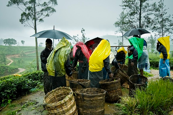 பட்டினி சாவு நடக்க முன் நடவடிக்கை எடுங்கள்! - நாடாளுமன்றில் மனோ பிரேரணை | Starvation Motion In Parliament Economic Crisis