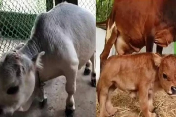 உலகின் மிக குள்ளமான பசு மரணம்! அதே நேரத்தில் தமிழகத்தில் நடந்த அதிசயம்