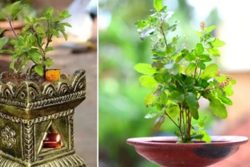 வீடுகளில் இந்த வகை துளசி செடி வைத்தால் அதிர்ஷ்டம் உண்டாகுமாம்