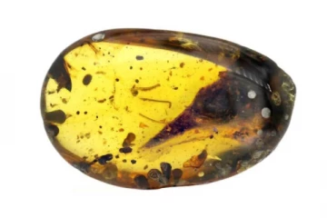 10 கோடி ஆண்டுகள் பழமையான மிகச்சிறிய டைனோசர் எலும்பு கண்டுபிடிப்பு