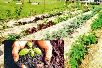 වැඩි දෙනෙක් යොදන බඳුන් තවාන් රැක ගන්නේ කොහොමද?