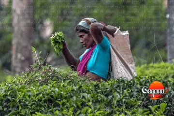 වතු කම්කරුවන්ට පොරොන්දු වුණු වැටුප ආණ්ඩුවට දීගන්න බැරි වෙයි වගේ - නීතිමය ගැටලු රැසක්