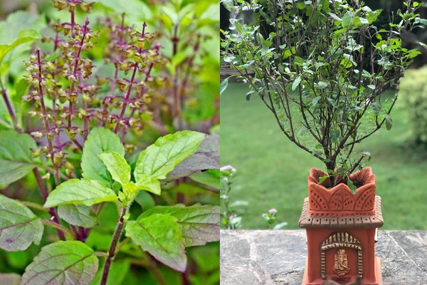துளசி செடி செழிப்பாக வளர வேண்டுமா - இதோ ஈஸி டிப்ஸ் | How To Grow Tulsi Plant At Home Easy Tips Tamil
