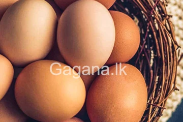 මිල 37යි.? - බිත්තර මිල සහ බිත්තර වෙළඳපොළ ගැන රජය ගත් අලුත්ම තීරණය.