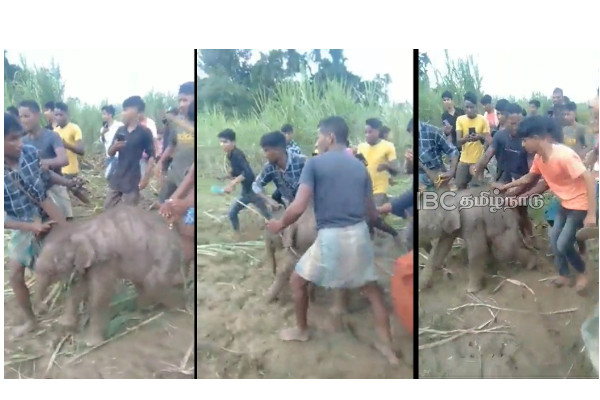 elephant - attack - viral video elephant - attack - viral video