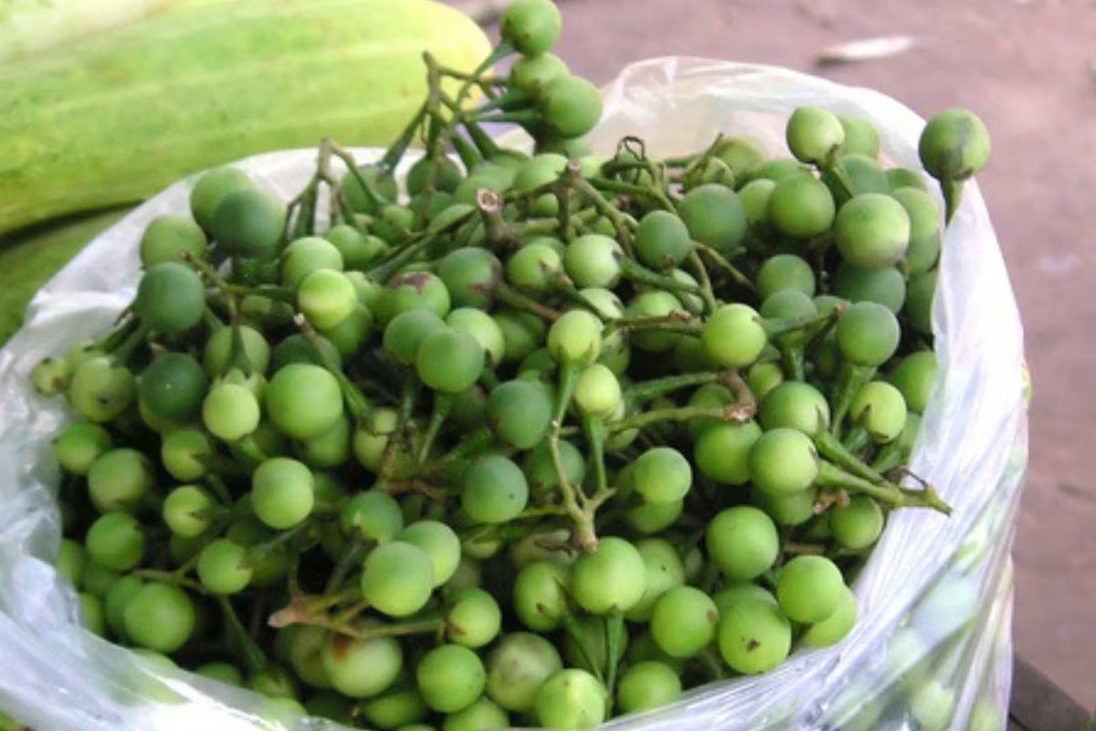 வாரம் 2 நாள் சுண்டைக்காய் சாப்பிடுங்க.. நோய்கள் பறந்தோடும் | Benefits Of Eating Sundaikai Weekly Eating 2 Days வாரம் 2 நாள் சுண்டைக்காய் சாப்பிடுங்க.. நோய்கள் பறந்தோடும் | Benefits Of Eating Sundaikai Weekly Eating 2 Days