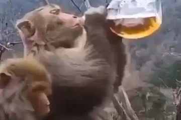 ஸ்டைலாக அமர்ந்து மது அருந்திய குரங்கு: போதையில் என்ன கலாட்டா செய்தது தெரியுமா?