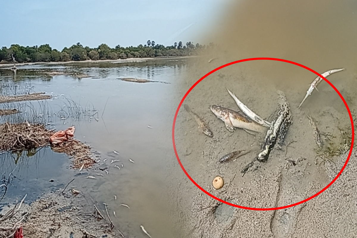 யாழில் இறந்த நிலையில் கரை ஒதுங்கும் நன்னீர் மீன்கள் | Freshwater Fish Washing Ashore Dead In Jaffna