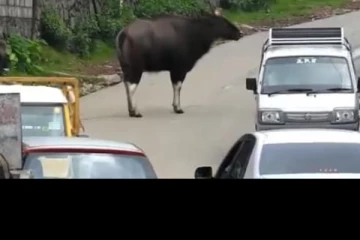 உணவின்றி அலையும் காட்டெருமைகள்.. பசியில் குப்பைகளை தின்னும் அவலம்!