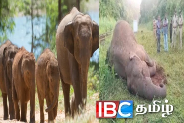 கடந்த ஏழு மாதங்களில் உயிரிழந்த யானைகள் : வெளியானது விபரம்