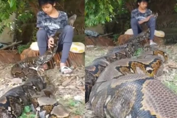 மலைப்பாம்பு ஒரு மரியாதை இல்லையா? அசால்ட்டாக மடியில் வைத்து கொஞ்சும் சிறுமி! வைரல்