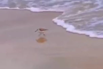 கடற்கரை அலைகளோடு விளையாடி மகிழும் பறவைகள்.... என்ன ஒரு அழகிய குழந்தை தனம்!