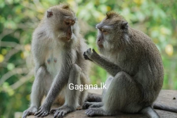 රිලා කරදරය නිසා ගොවියෝ රස්සා සොයා යයි..