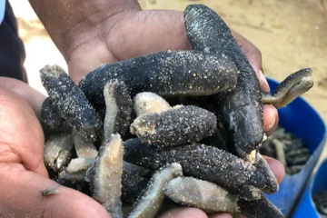 கடலட்டைகளை கடத்த முயற்சித்த மூவர் கைது