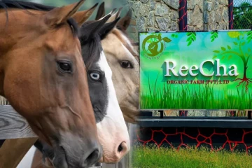 சுற்றுலா பயணிகள் Reechaற்கு ஏன் வரவேண்டும்?