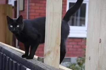 உள்ளாடை முதல் போதைப்பொருள் வரை திருடும்  பூனை! ஓர் சுவாரஸ்ய சம்பவம்