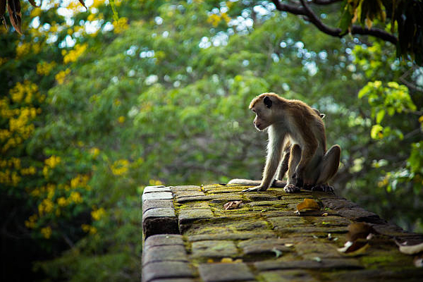 நிறுவப்படும் இலங்கையின் முதல் குரங்குகள் தடுப்பு மையம்! | Sri Lanka S First Monkey Detention Center
