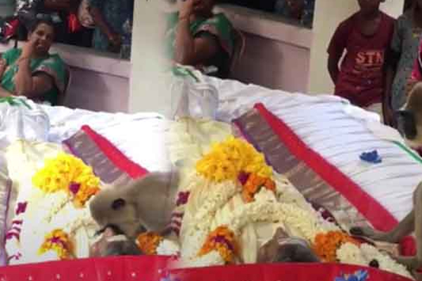 பலரை கண்ணீரில் ஆழ்த்திய குரங்கு - மட்டக்களப்பில் நெகிழ்ச்சி சம்பவம்(Video) | A Monkey That Makes Many People Cry