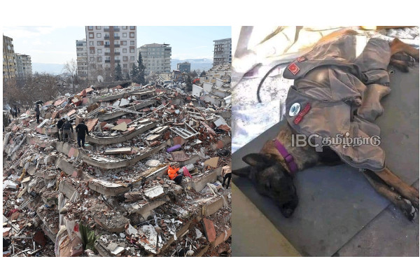 56-hours-non-stop-search-tunisian-hero-husky