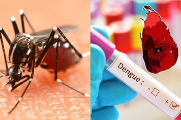 நாட்டில் நான்கு மாவட்டங்களில் அதிகரிக்கும் டெங்கு நோய் தாக்கம்