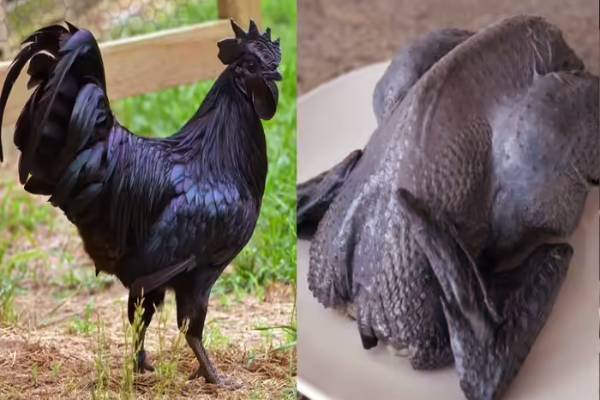 தங்கத்தை விட விலை அதிக பட்டியலில் இடம்பிடித்த இறைச்சிகள் - ஒரு நாளாவது சாப்பிட ஆசையா? | The Most Expensive Meats In The World